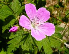 Geranium 'Karmina' Cranesbill