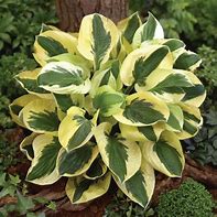 Hosta 'Brim Cup'