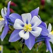 Aquilegia 'Early Bird Blue' Columbine