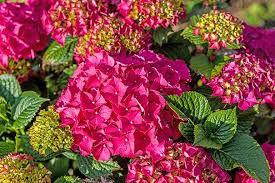 Hydrangea - Glowing Embers Red