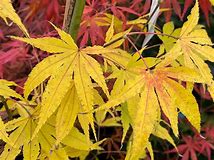 Japanese Maple - Peridot Flame