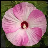 Hibiscus - Luna Pink Swirl