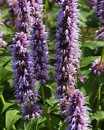 Agastache ‘Beelicious Purple' Anise Hyssop