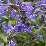 Nepeta 'Neptune' Catmint