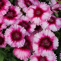 Dianthus ‘Raspberry Jam’