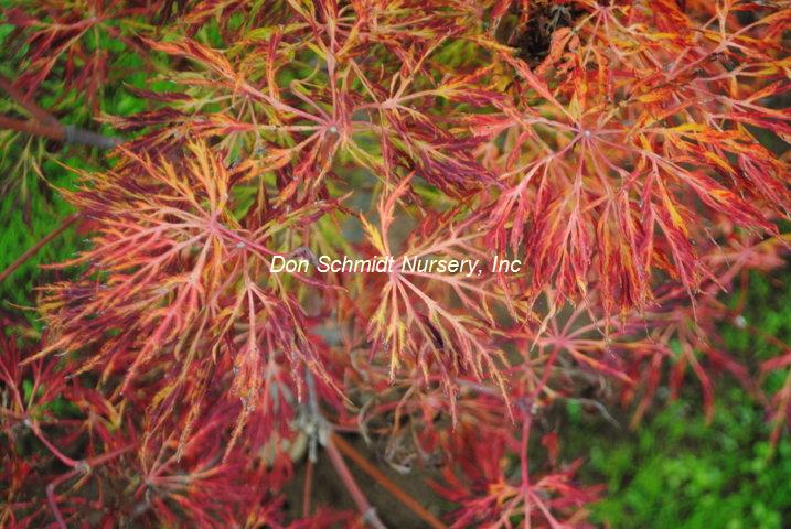 Fullmoon Maple - 'Fairy Lights' Dwarf