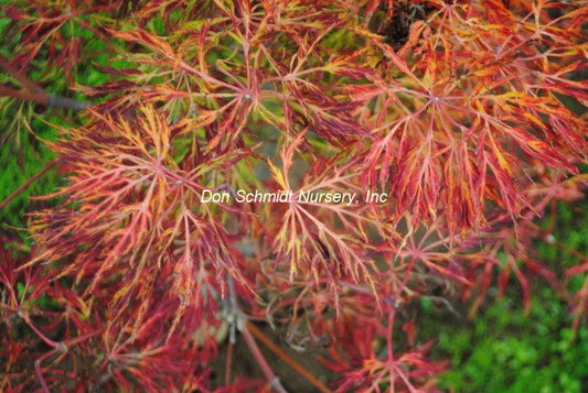 Fullmoon Maple - 'Fairy Lights' Dwarf