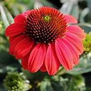 Echinacea 'Sombrero Poco Hot Coral' Coneflower