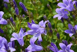 Campanula "Glomerta Church Bells" Bellflower