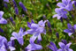 Campanula "Glomerta Church Bells" Bellflower
