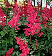 Astilbe 'Fanal' False Spirea