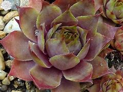 Sempervivum - Lee Claire's