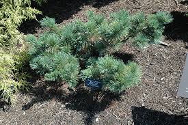 Japanese Stone Pine - Blue Dwarf