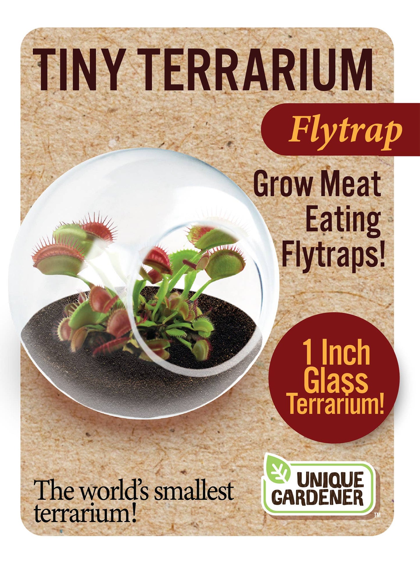 Tiny Terrarium Carnivorous Glass Terrarium Flytrap