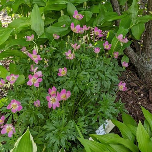 Anemone 'Sylvestris Spring Beauty Japanese Wind Flower