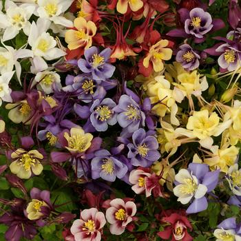 Aquilegia “Early Bird Mix” Columbine