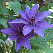 Clematis 'Edda'