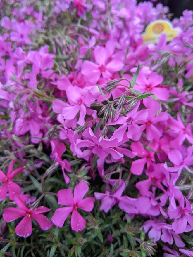 Phlox 'Spring Dark Pink' Creeping Phlox