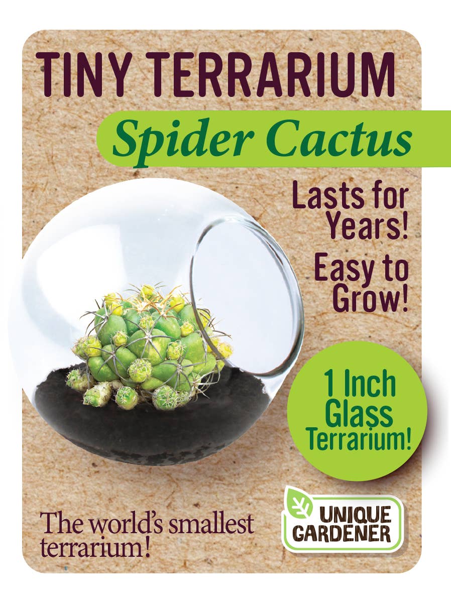 Tiny Terrarium Cactus