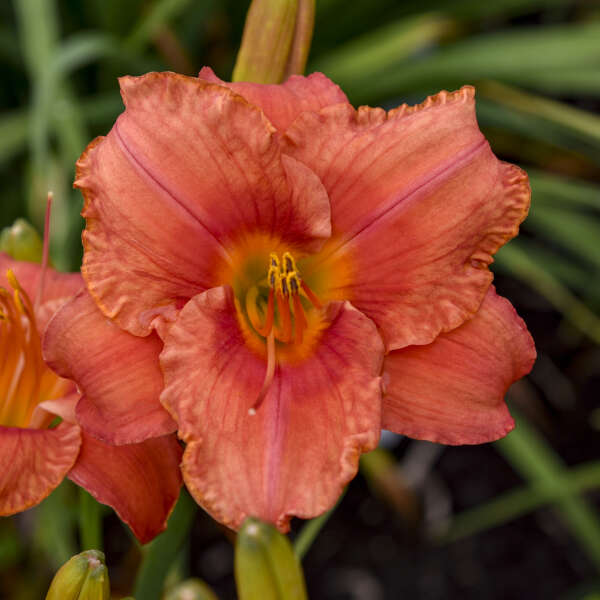 Hemerocallis 'South Seas' Daylily