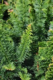 Hinoki Cypress - Fernleaf