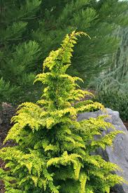 Gold Hinoki Cypress - Fernspray