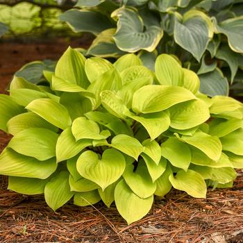 Hosta ‘Fire Island’