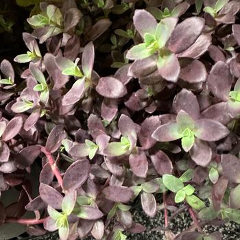 Sedum 'Sunsparkler Firecracker' Stonecrop