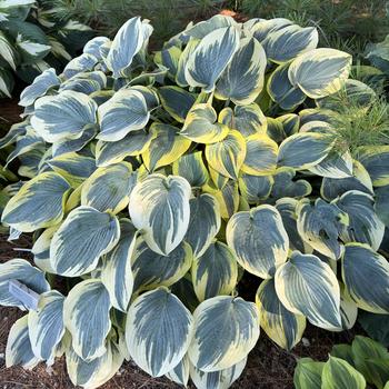 Hosta ‘First Frost’