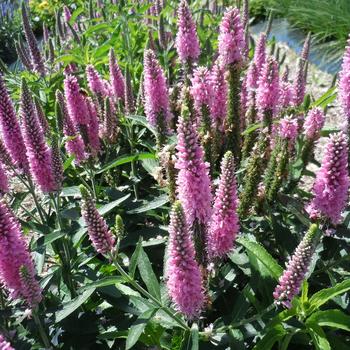 Veronica 'Long First Love Pink' Speedwell