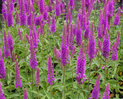 Veronica 'Long First Match' Speedwell