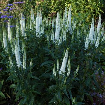 Veronica 'Long First Bride' Speedwell