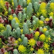 Sedum - Flaming Carpet Catawba