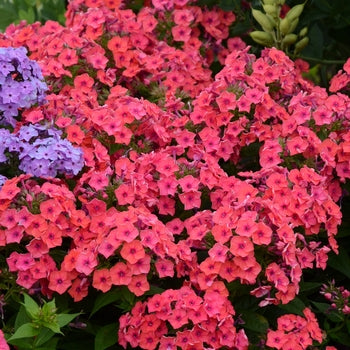 Phlox 'Flame Coral' Tall Garden Phlox