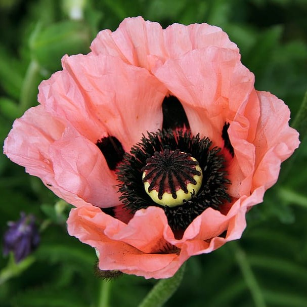 Papaver 'Oreintalis Fruit Punch' Iceland Poppy