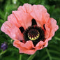 Papaver 'Oreintalis Fruit Punch' Iceland Poppy