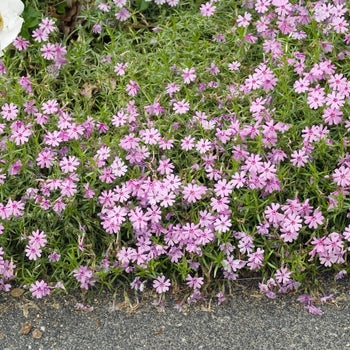 Phlox 'Fort Hill' Creeping Phlox