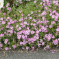 Phlox 'Fort Hill' Creeping Phlox