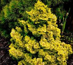 Hinoki Cypress - Golden Dwarf