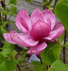 Magnolia – Pandy's Garden Center