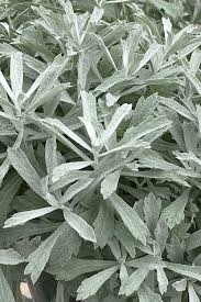 Artemisia “Garden Ghost” Wormwood