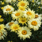 Leucanthemum ‘Goldfinch’ Daisy