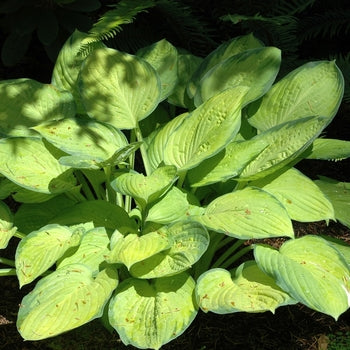 Hosta 'Gold Standard' – Pandy's Garden Center