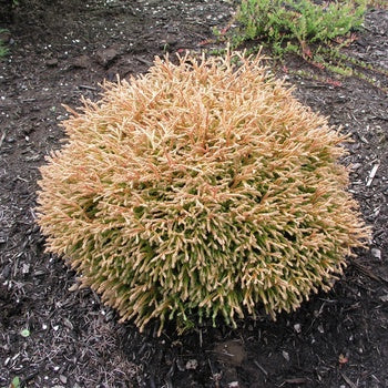 Arborvitae - Golden Tuffet