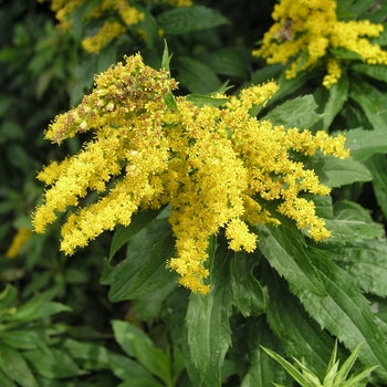 Solidago Golden Rockets Solidago 'Goldenrod Rockets' – Pandy's Garden Center
