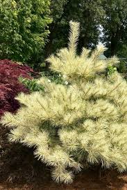 Pine - Red Golden Ghost