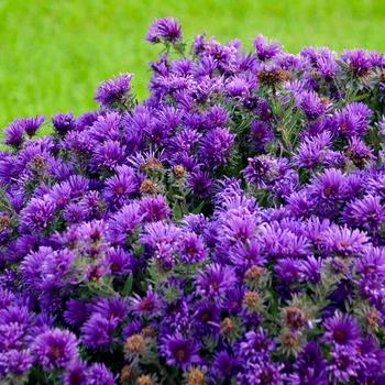 Aster "Grape Crush" Michaelmas daisies