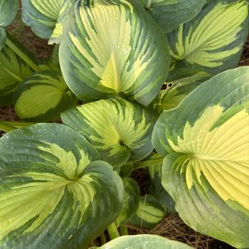 Hosta ‘Great Expectations’