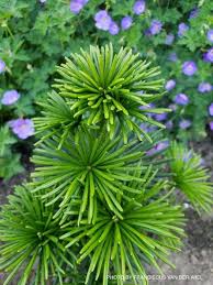 Umbrella Pine - Green Star