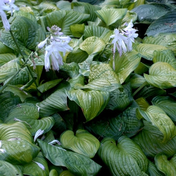 Hosta - Guacamole